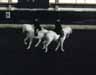 lipizzan